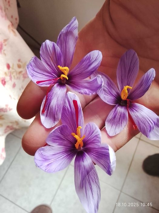 Крокус (шафран) Sativus