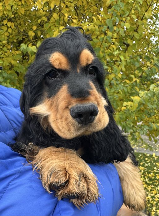 Cocker Spaniel Angielski Cudowny piesek