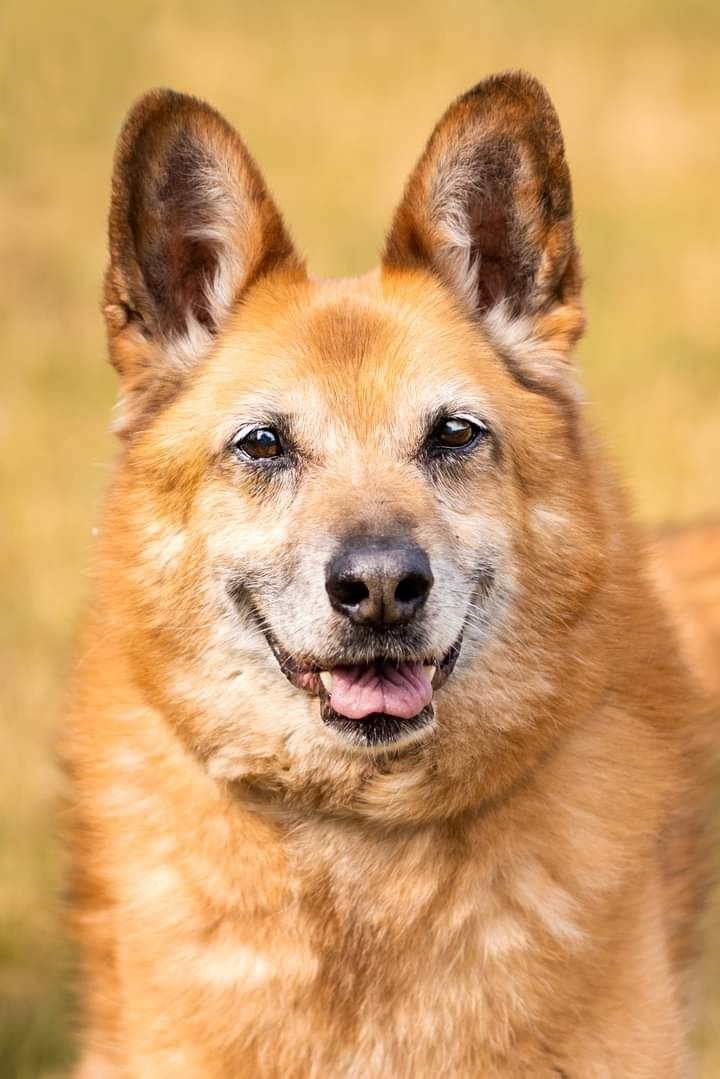 Piękny i bardzo kochany psiak szuka Dobrej Rodzinki Adopcyjnej!