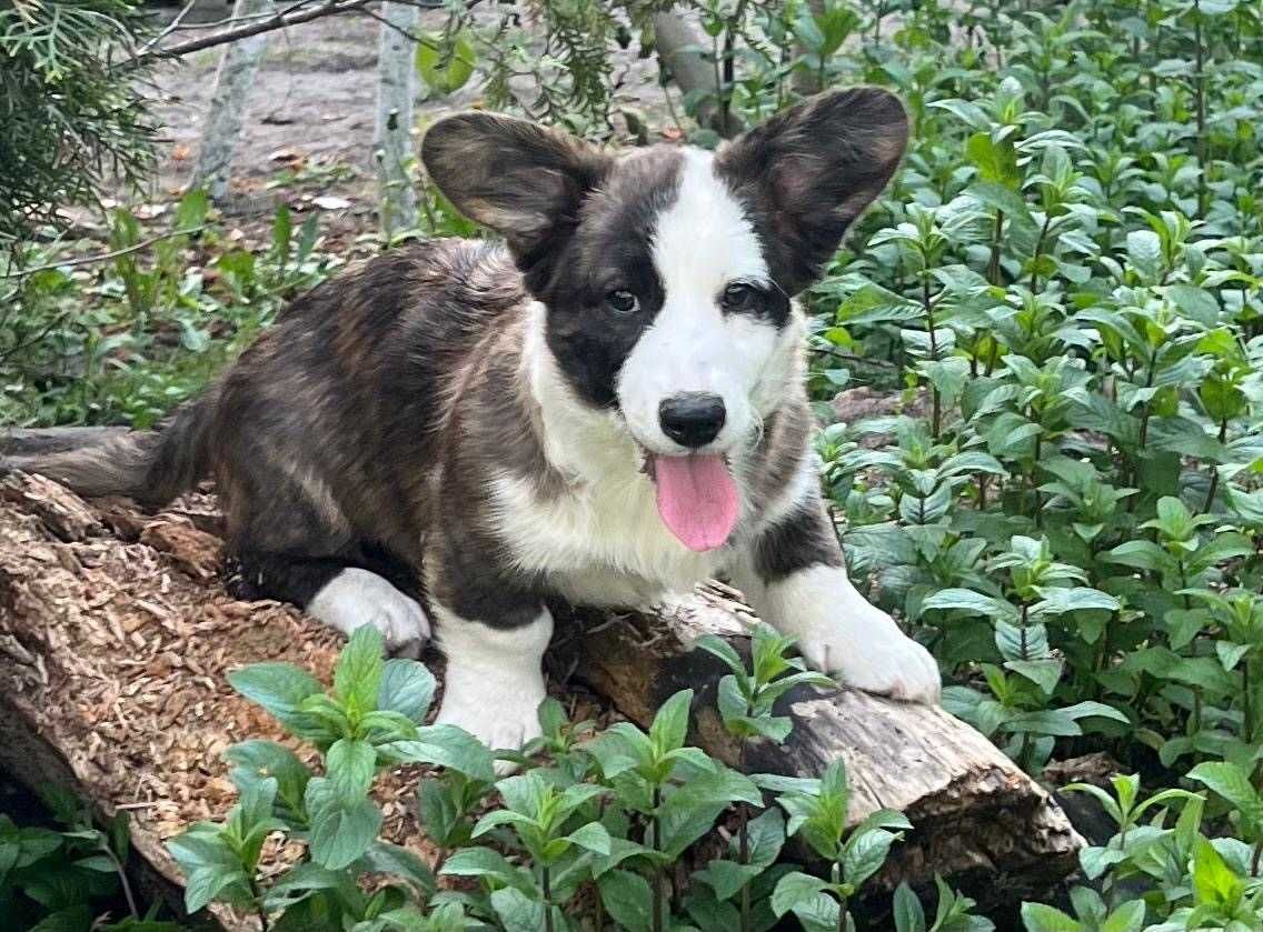 Welsh Corgi Cardigan