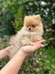 Pomeranian mini książe z wielkim sercem
