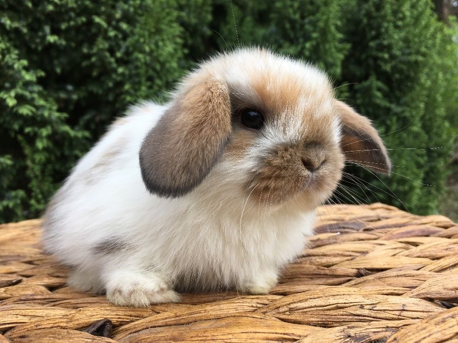 Króliczek miniaturka mały mini lop zarejestrowana hodowla mini lop