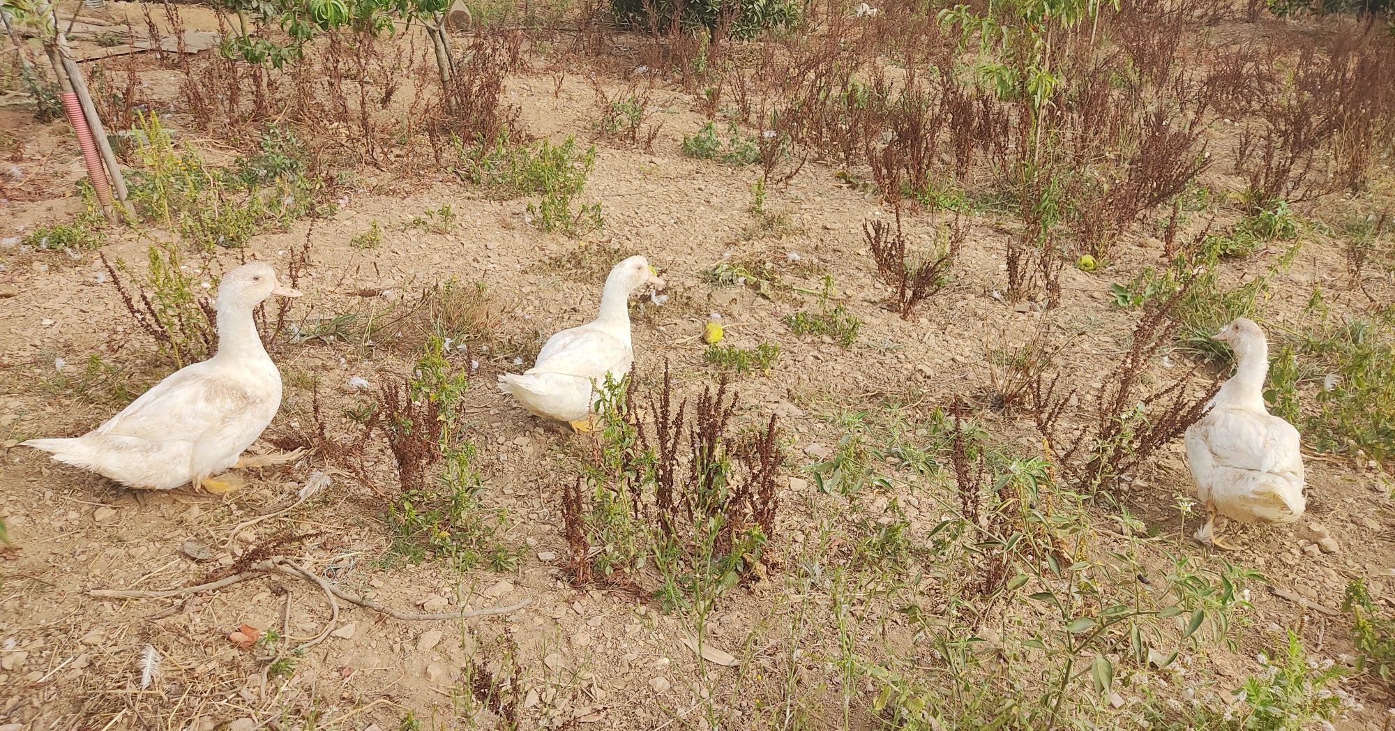 Vendo Patos mudos