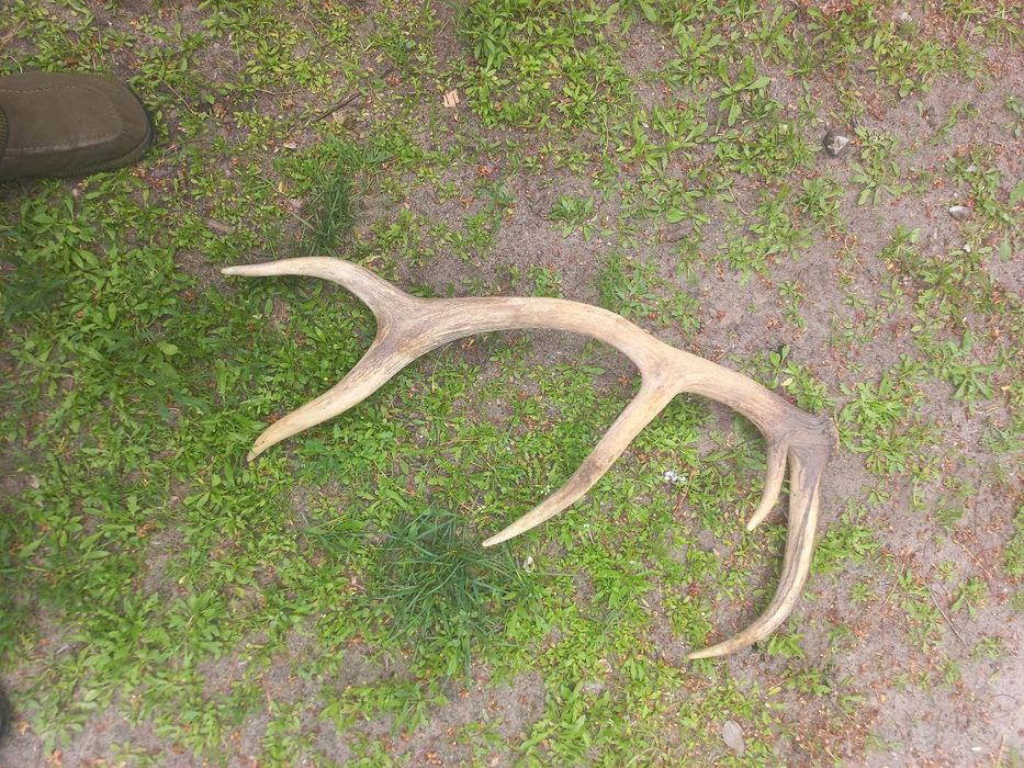 Роги оленя,оленьи рога