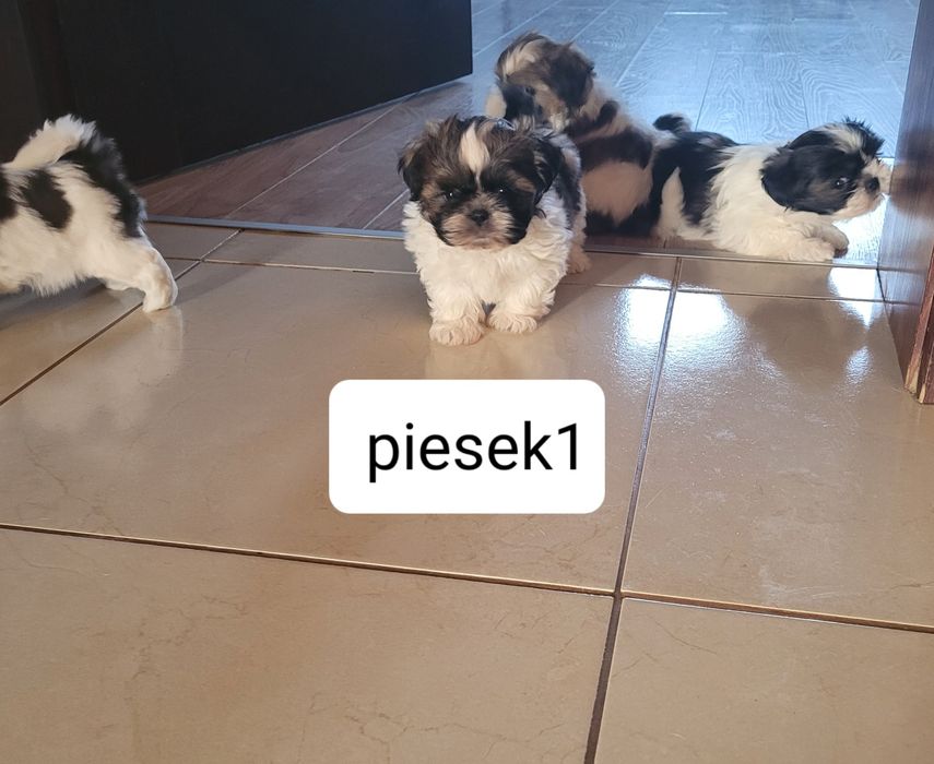 Shih-Tzu  suczka