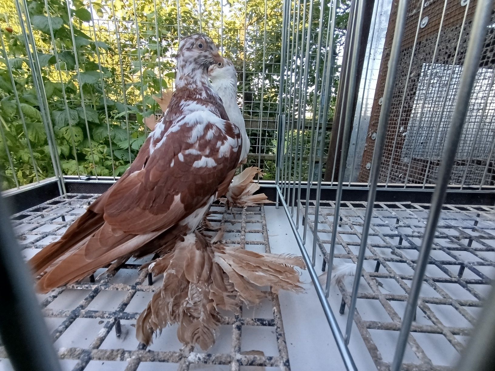 Gołębie widyny czerwony żòłty