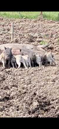 Свині мангали продам