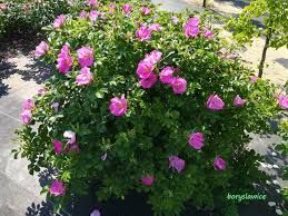 róża japońska rosa rugosa 2 l 50-70 cm