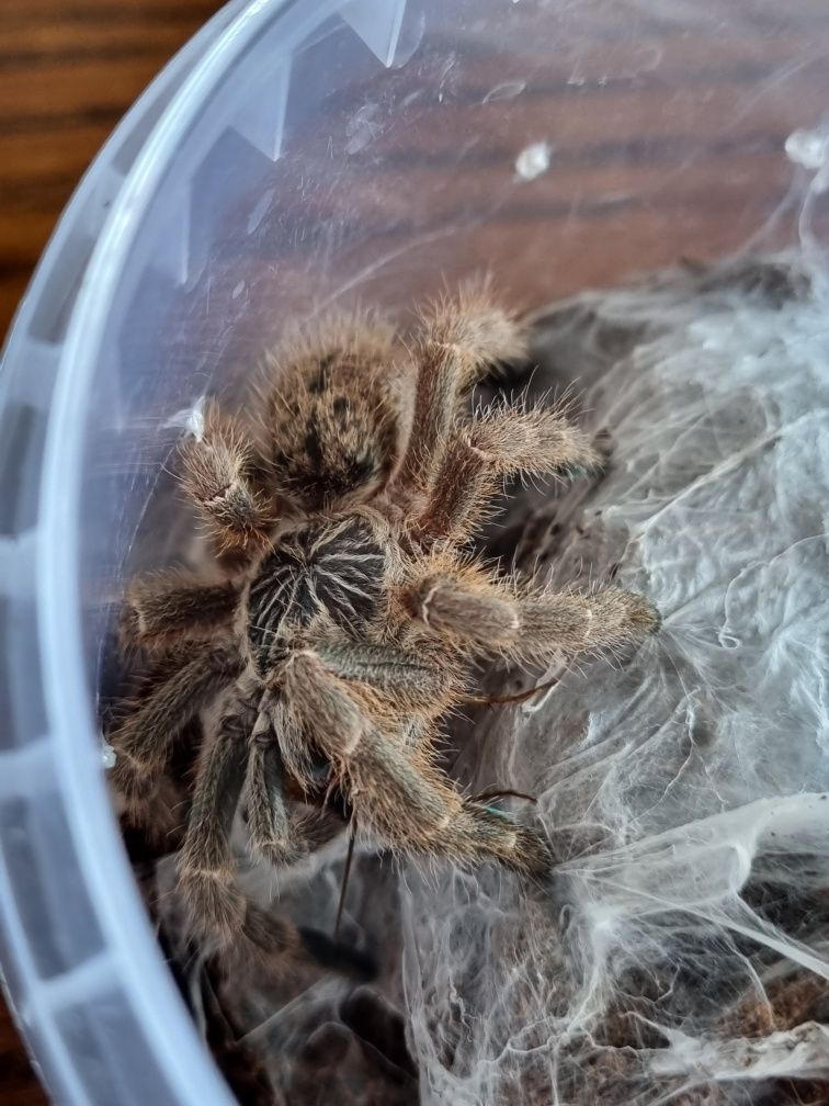 Ptasznik samica Pterinochilus murinus TCF kenia 3,3 DC