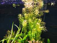 Rotala rotundifolia roślinka akwariowa