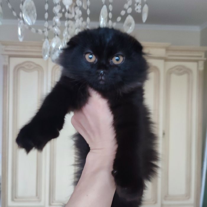 Віддам висловухе кошеня у добрі руки