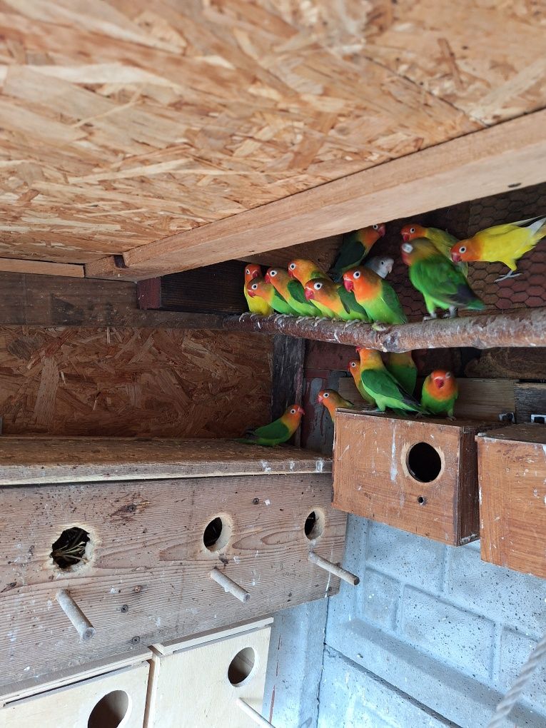 Papugi ze zdjecia