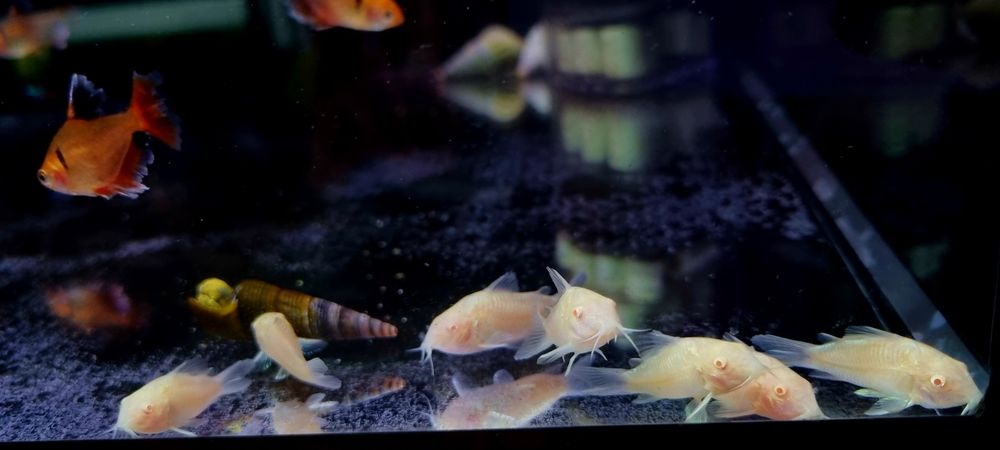 Kirysek spiżowy albino