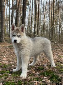 Sprzedam rasowego szczeniaka Siberian Husky