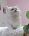 Menino British shorthair silver