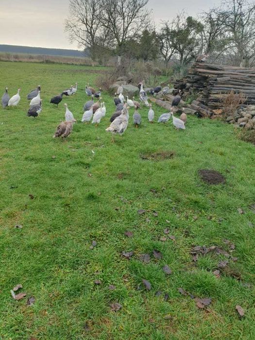 Sprzedam perliki, perliczki