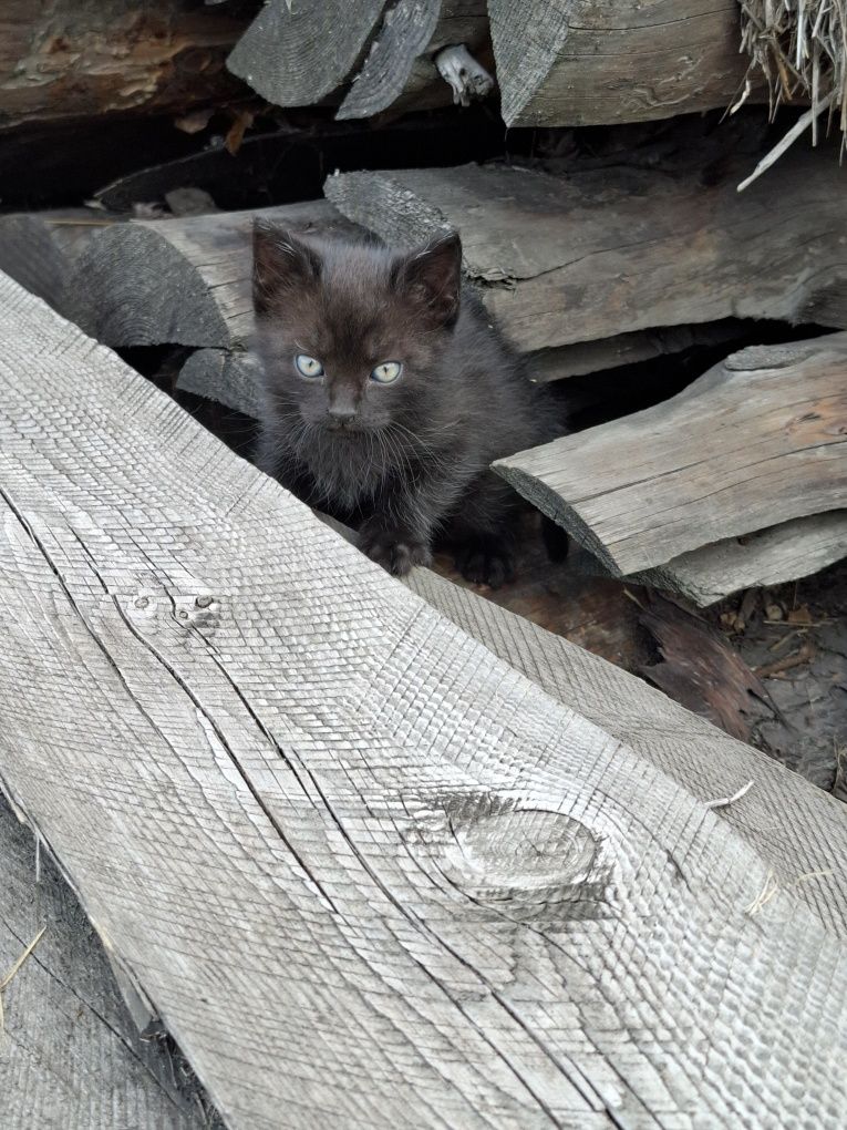 Котята бесплатно