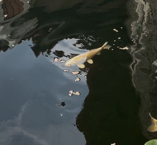 Carpas Koi com 35cm