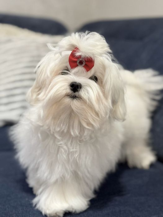 Maltańczyk suczka rodowód ZKwP FCI