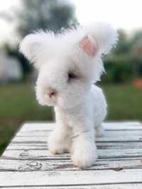 Angora Angielska, miniaturowa York, yorczek- wspanialy, 100% rasowy kr