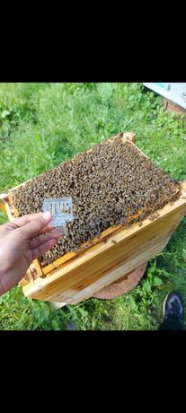 Продам Бджолопакети, та сім'ї бджіл
