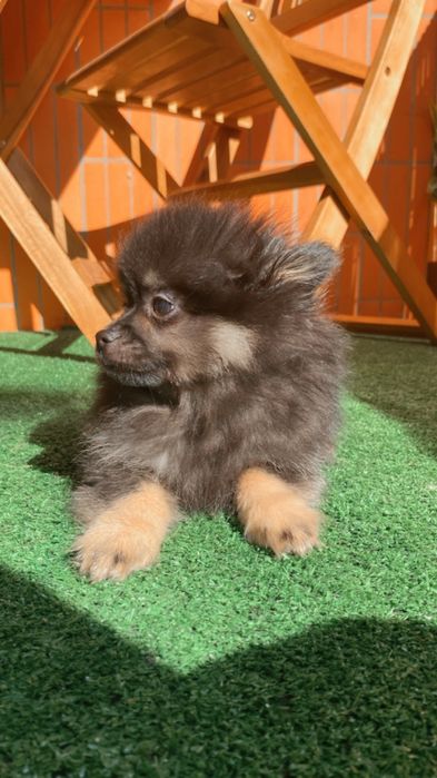 Menino spitz anao