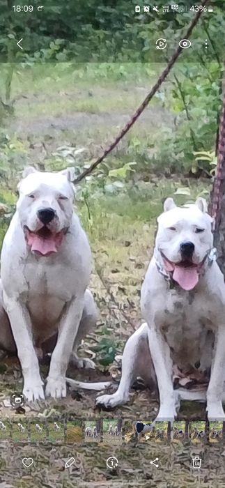 Bandog piękny szczeniak nie dog argentyński amstaff cane corso presa