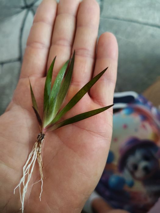 Roślina do akwarium Xyris Sp Red