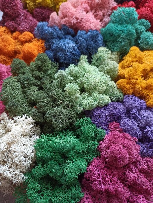 Стабілізований мох ягель 0,5 кг