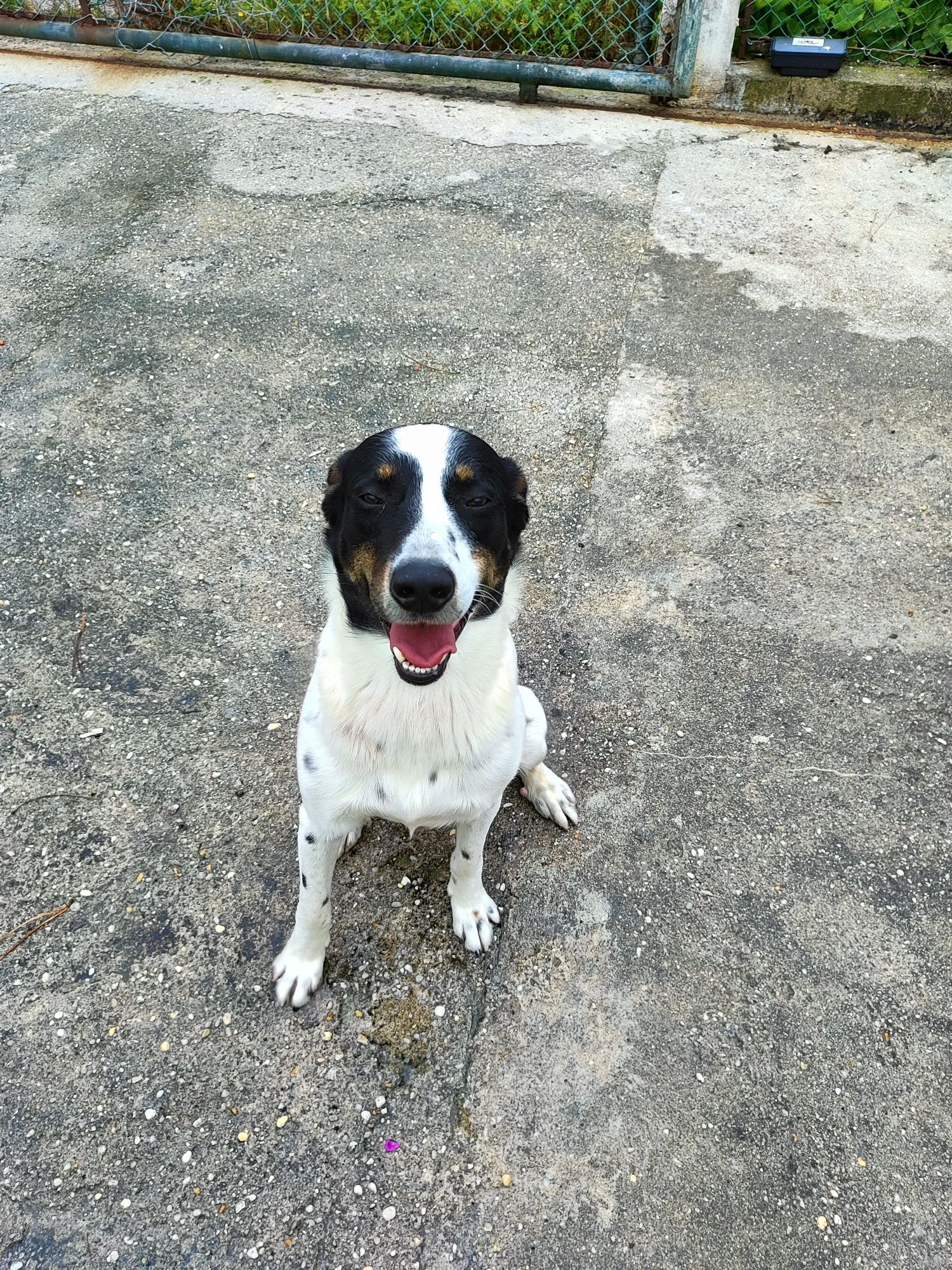 Cães para adoção