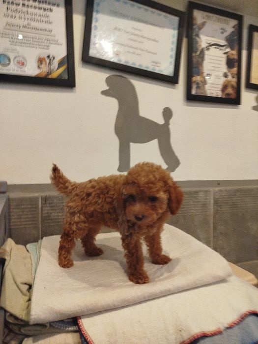 Pudel toy aprcot/ toffi sunia