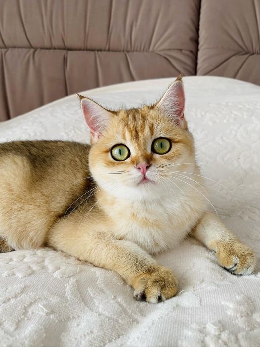 Витончена красота