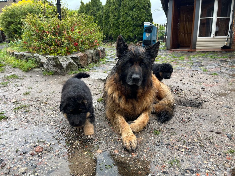 Oddam szczenięta, owczarki niemieckie