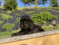 Piesek cocker spaniel angielski czarny gotowy do odbioru