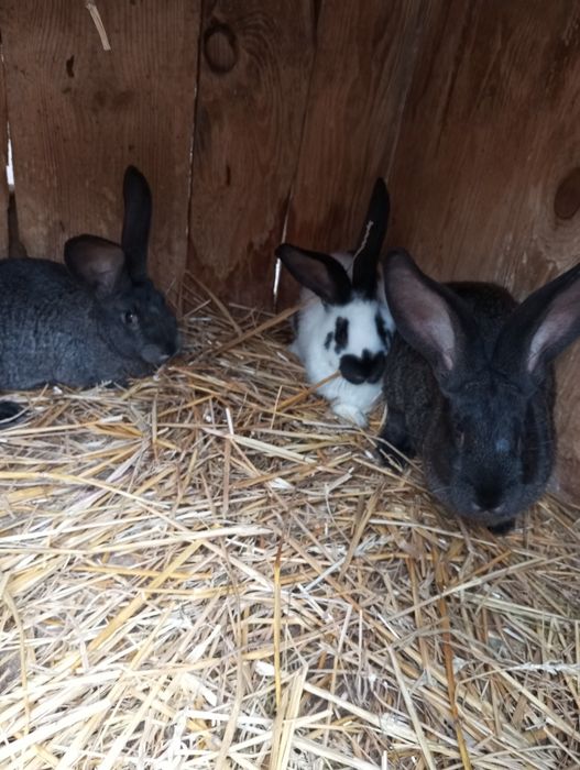 Кролики різного віку.