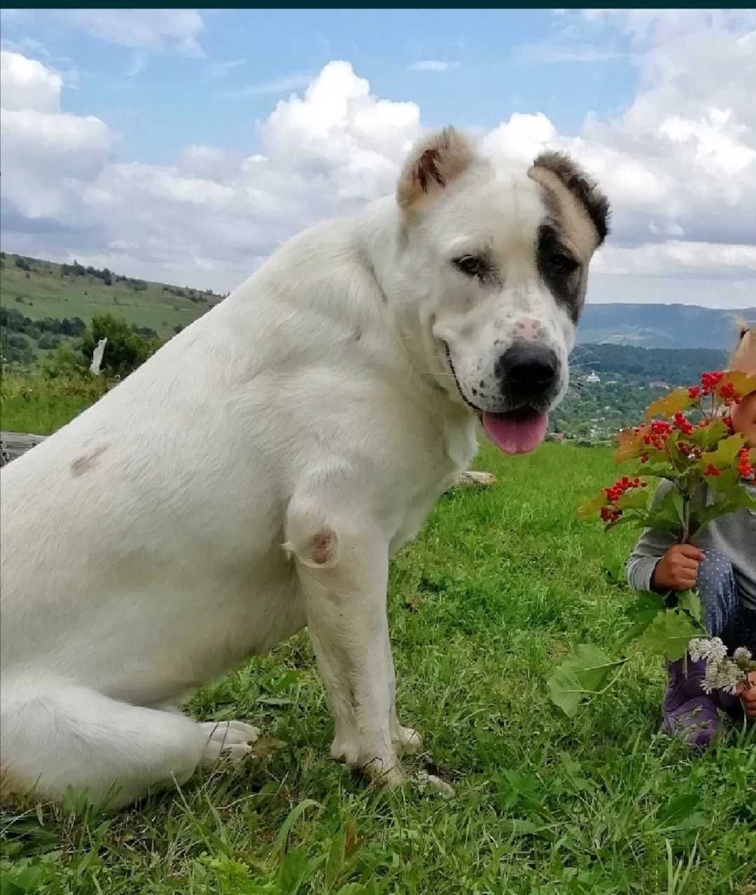 В'язка САО (Алабай)