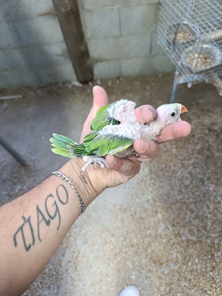 Ring necks para criar á mão