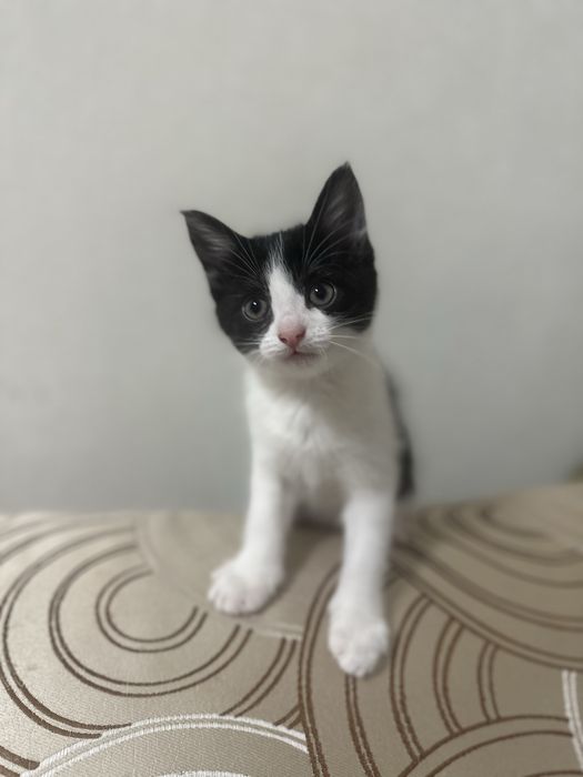 ВІДДАЮ КОШЕНЯТ тільки в добрі руки