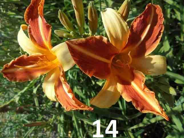 Liliowce - Liliowce