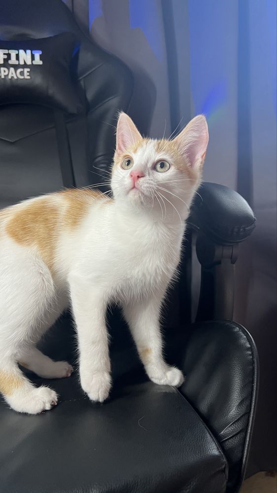 Котенок в добрые руки