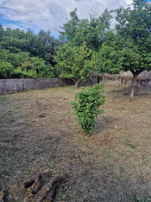 limpeza de terrenos/ desmatação/ venda de lenha