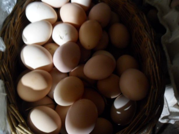 Продам домашні яйця