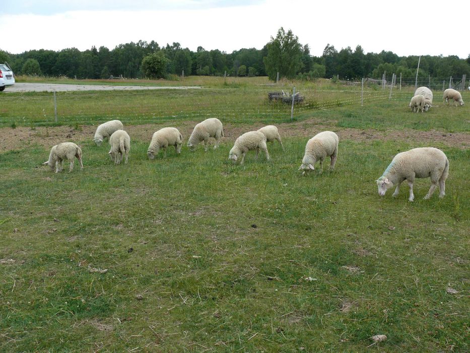 Jagnięta owce pomorskie baranki, owieczki 18 szt. od 35 do 46 kg.