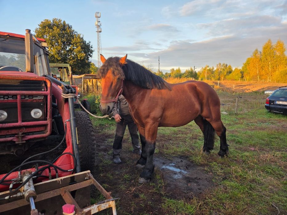 Ogier zimnokrwisty sprzedam lub zamienię