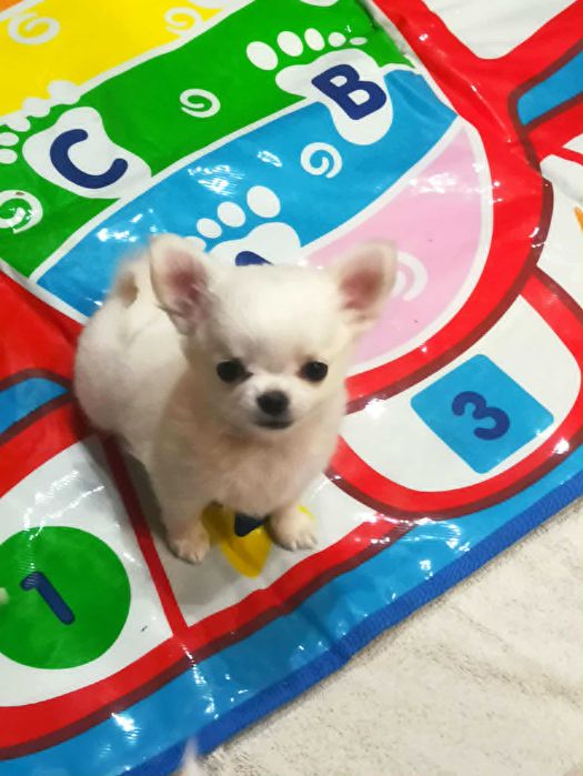 Cudny piesek biały, długowłosy. Metryka/ rod FCI/ZKwP