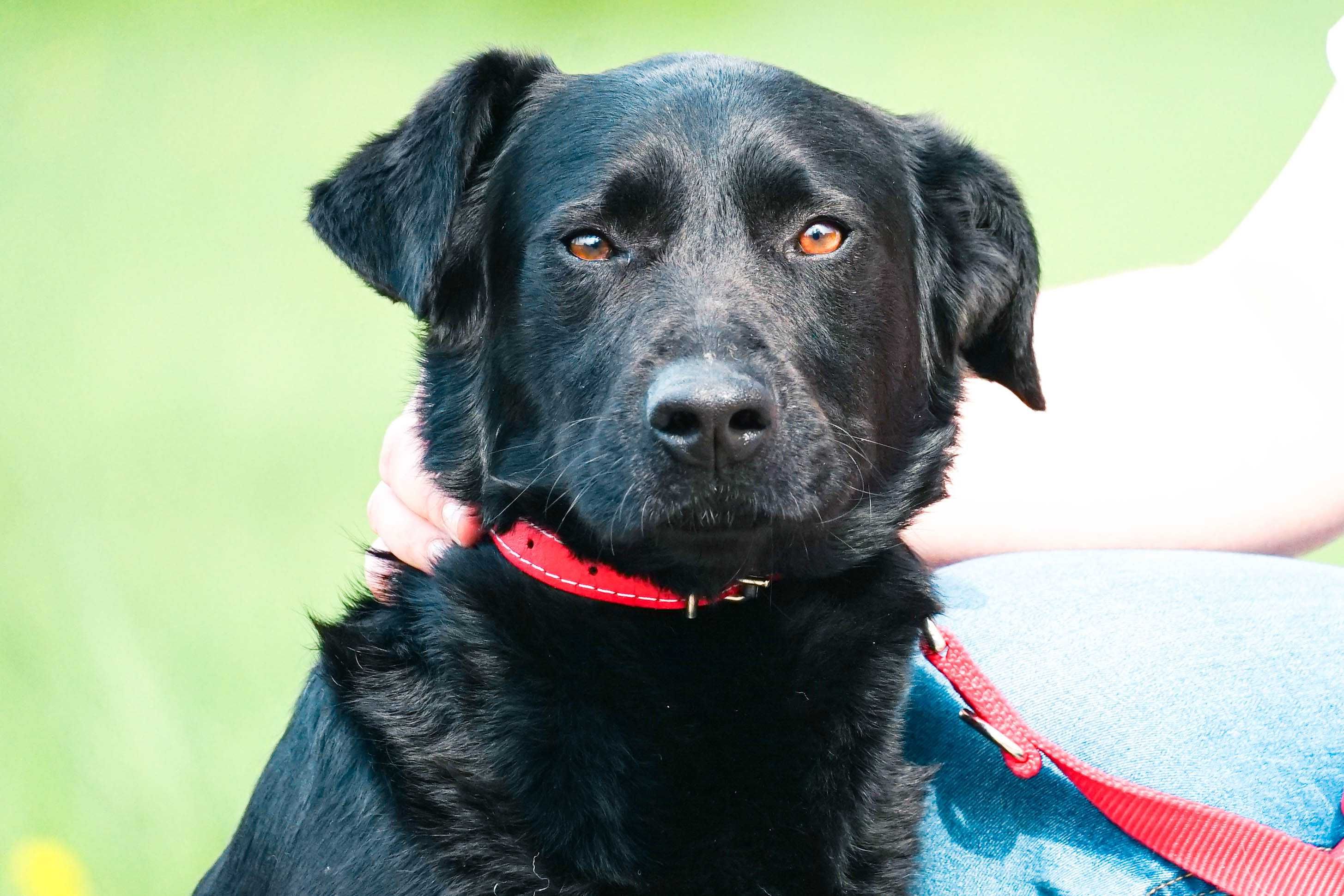 Litwin - młody psiak w typie labradora