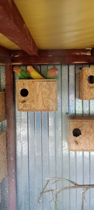 Sprzedam młode nierozłączki