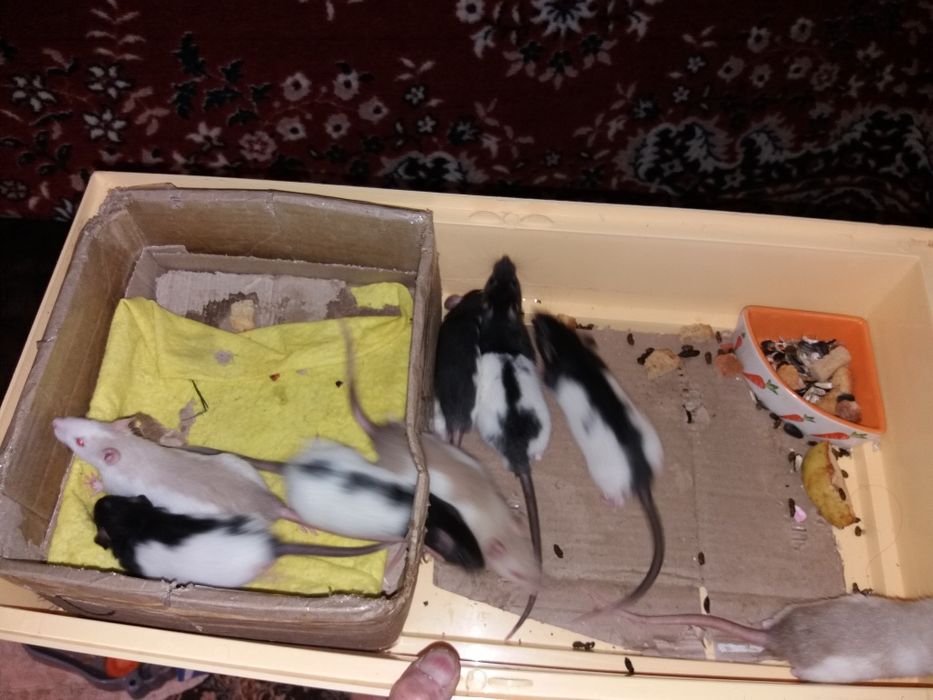 Крыски домашние, умные , 1 месяц от рождения.