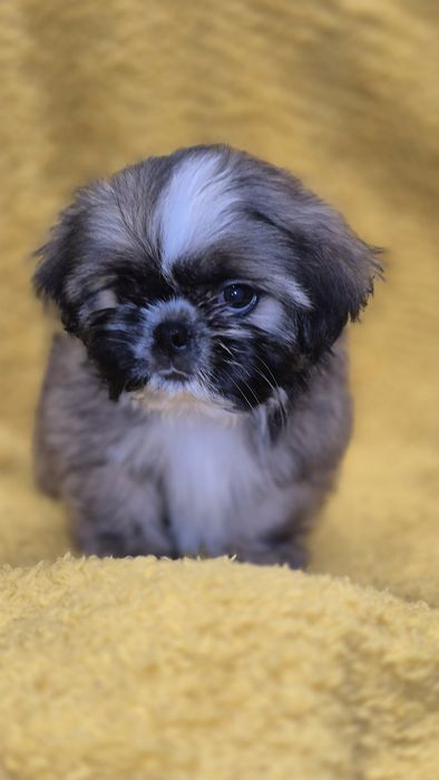 SHIH TZU śliczny piesek