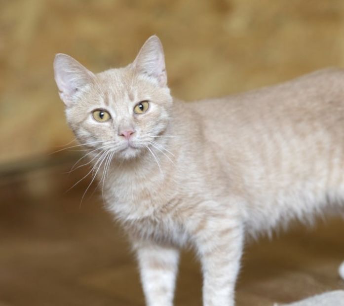 Эдмунд котенок 1 год, рыжий котик, красивый кот, котусик